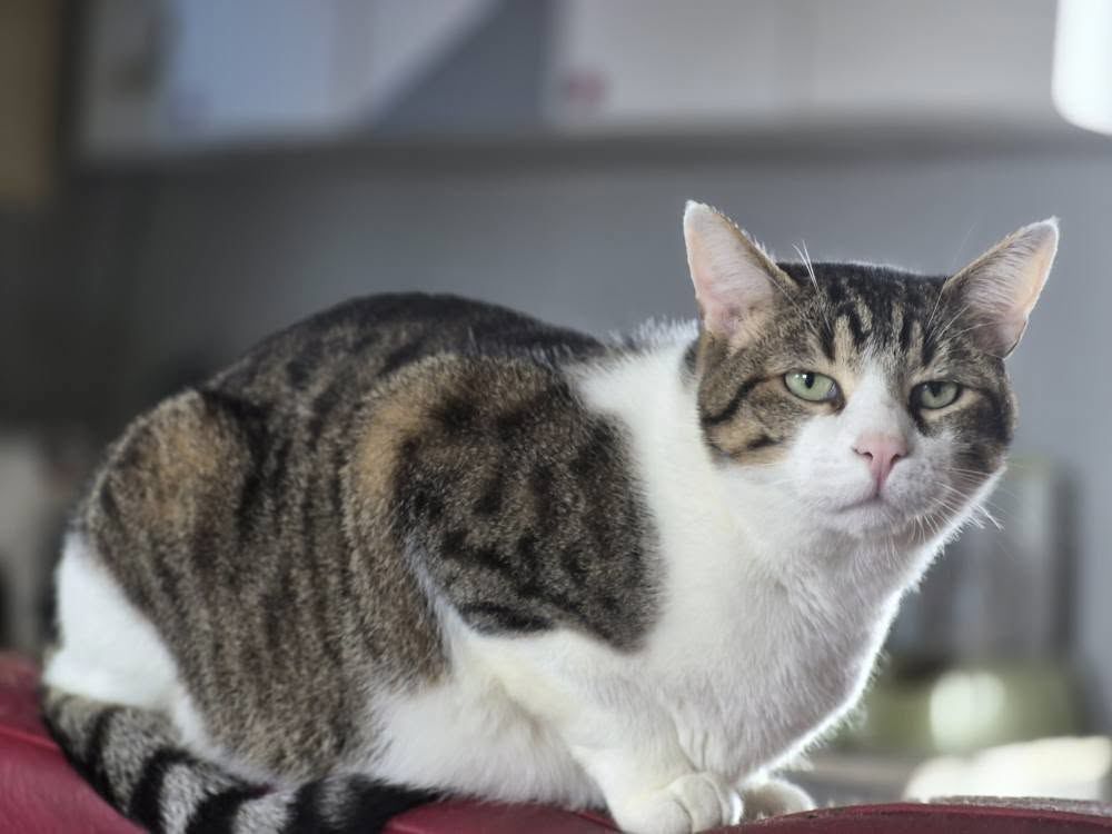 SIMBA 210 27140 Gisors