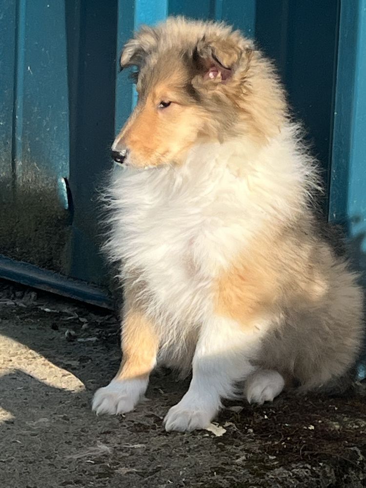 Chiots colley poil long ( lassie) 950 58350 Nannay