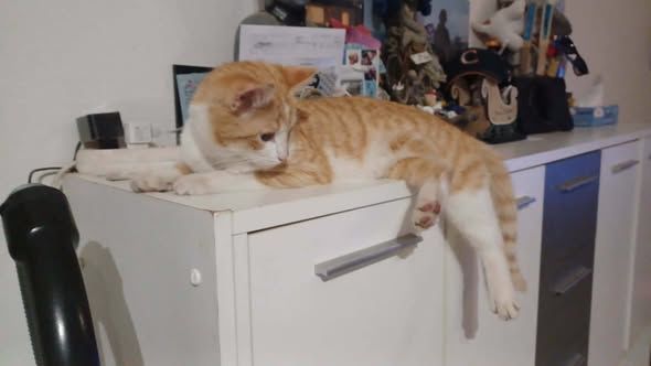 Chat AMIRAL &agrave; l adoption 200 26120 Mont�lier