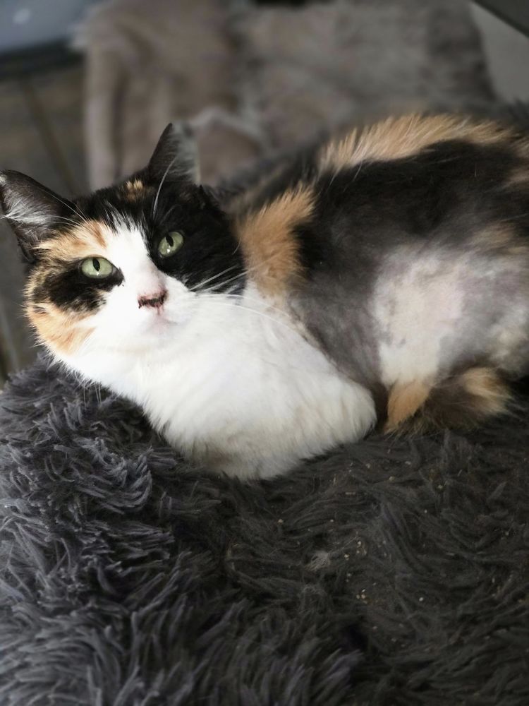 TRUFFETTE 210 60000 Beauvais