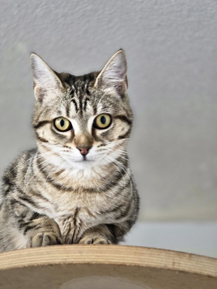 VELVET 210 27140 Gisors