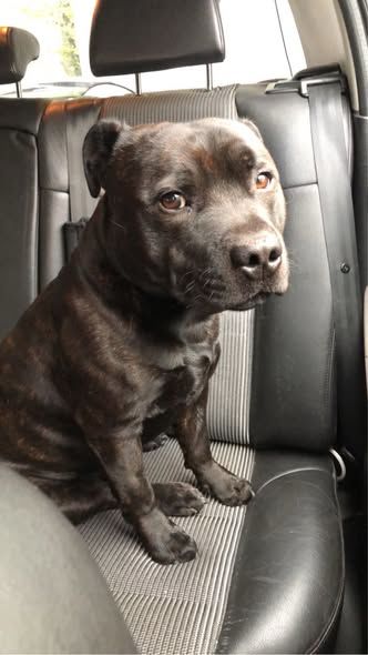 Chien SAM &agrave; l adoption 350 07000 Privas