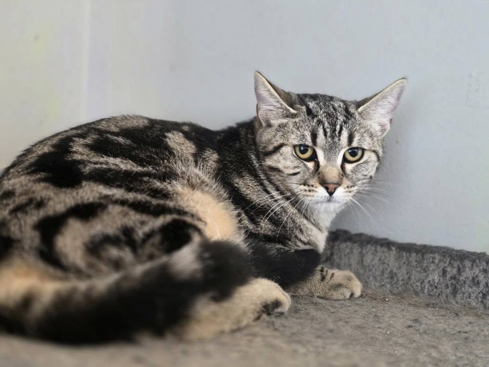 ZINNIA 210 60000 Beauvais