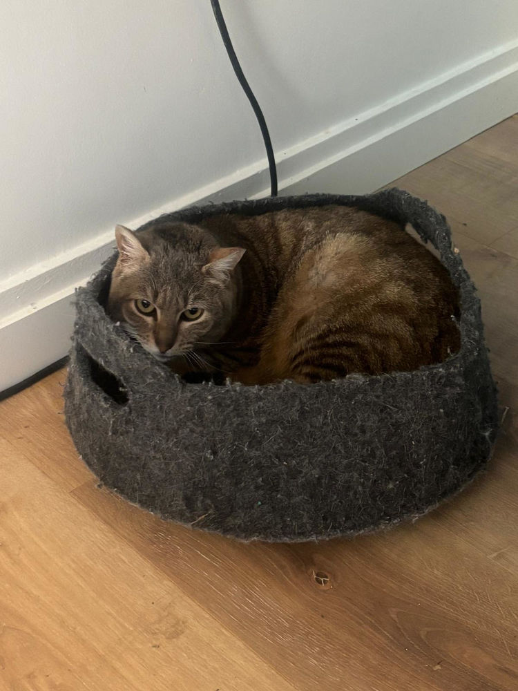 BOUBOU SE TROUVE EN FAMILLE D'ACCUEIL 94 0 94400 Vitry-sur-seine