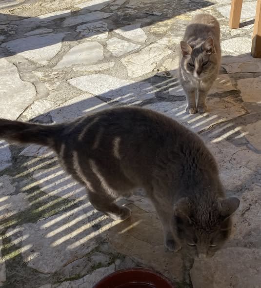 Chat MIMINE et RAZMOKET &agrave; l adoption 200 84340 Malauc�ne