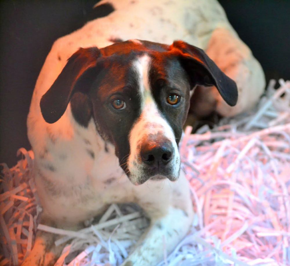 DABY, Magnifique pointer de 2 ans &agrave; adopter 315 24140 Douville