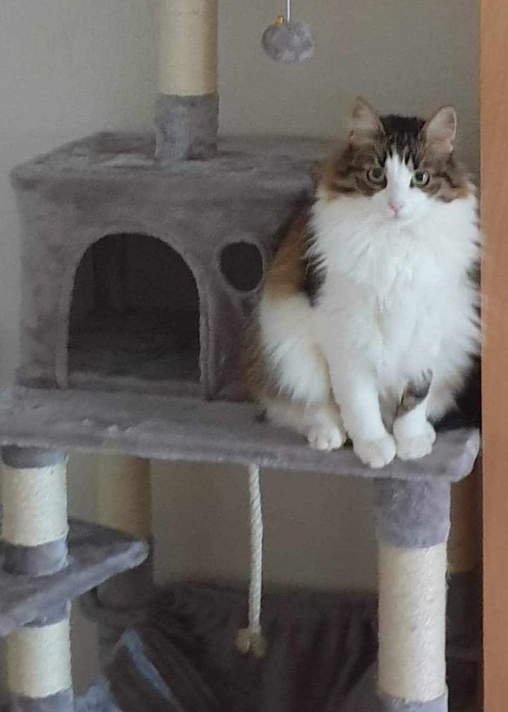 Maya gentille chatte poils longs 5 ans A ADOPTER 140 11000 Carcassonne