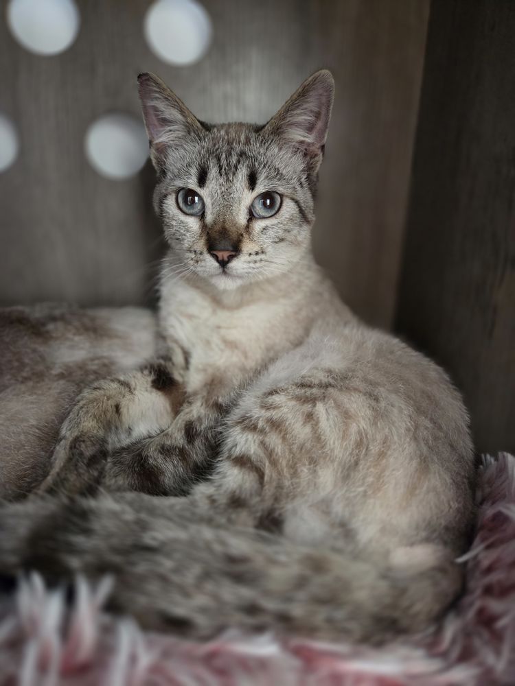 Azur jeune chat 8 mois tr&egrave;s gentil A ADOPTER 140 11000 Carcassonne