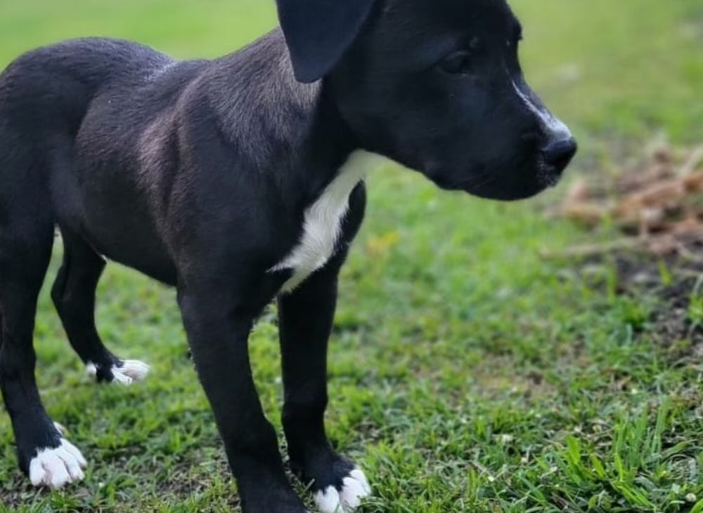 ✨️ GUSTO ✨️ 🐶 290 62000 Arras