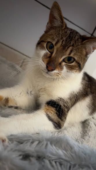 Chat COOPER &agrave; l adoption 200 26130 Saint-restitut