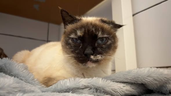 Chat ISADORA &agrave; l adoption 100 26130 Saint-restitut