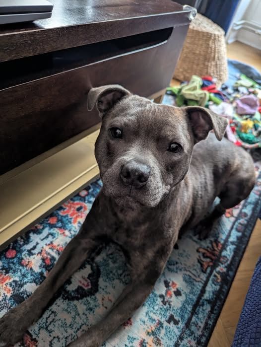 Chien WINNI &agrave; l adoption 350 69001 Lyon