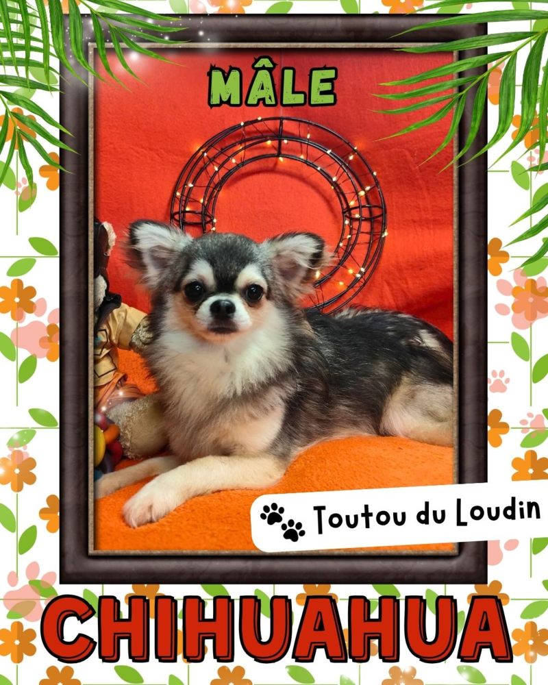 Chiot chihuahua m&acirc;le poils longs 600 18140 Pr�cy