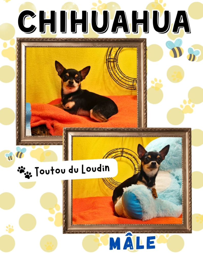 Chiot chihuahua m&acirc;le poils courts 800 18140 Pr�cy