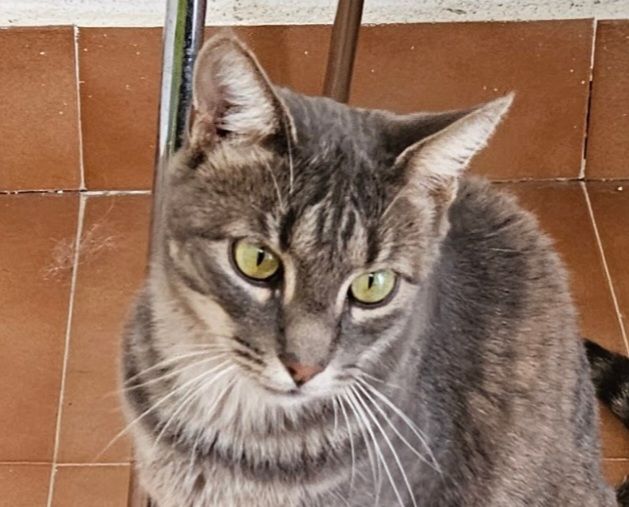 MORGANA 230 27620 Gasny