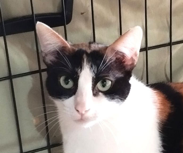 ROMA 230 27620 Gasny