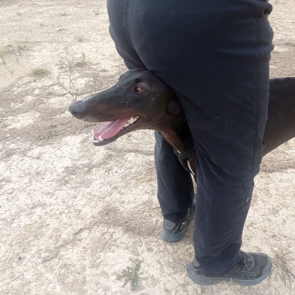 A l'adoption : RASMIA💛, merveilleuse galga de 2 ans 315 24140 Douville