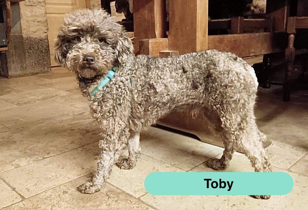 Toby, caniche &agrave; adopter 350 03360 Ainay-le-ch�teau