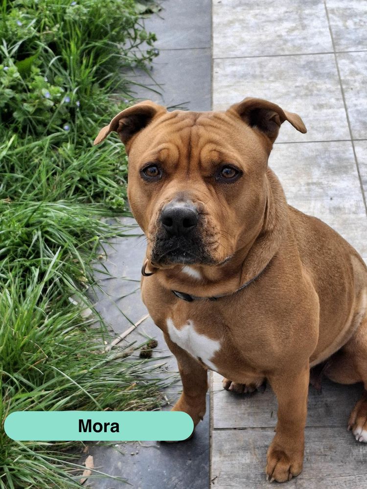 Mora, chienne crois&eacute;e Staffordshire terrier &agrave; adopter 330 18500 Sainte-thorette