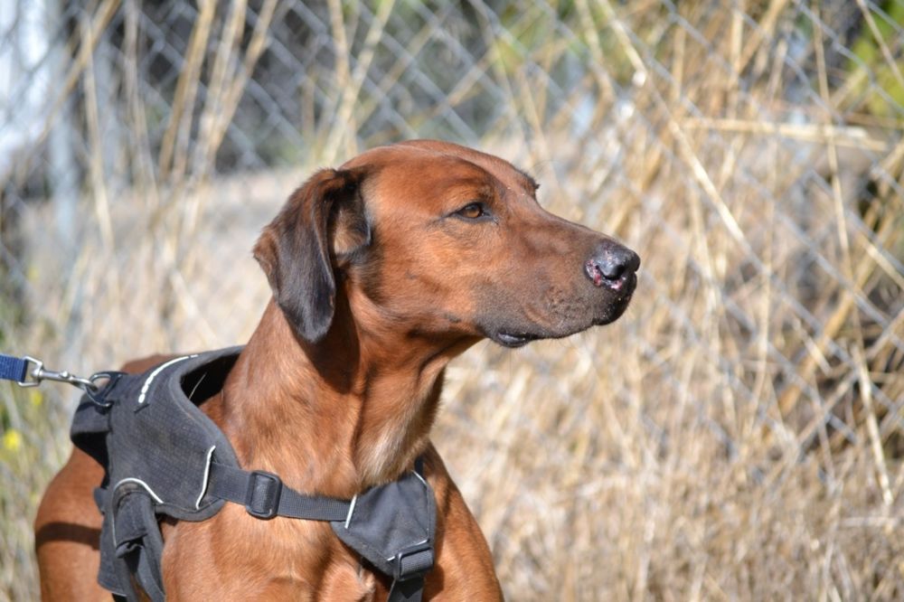 TINO, un super chien ! facile et fid&egrave;le. Le meilleur des compagnons ! 315 24140 Douville