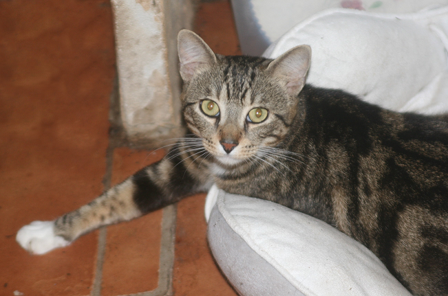 ZIGZAG CHAT TIGRE BLANC 4 ANS 195 92260 Fontenay-aux-roses