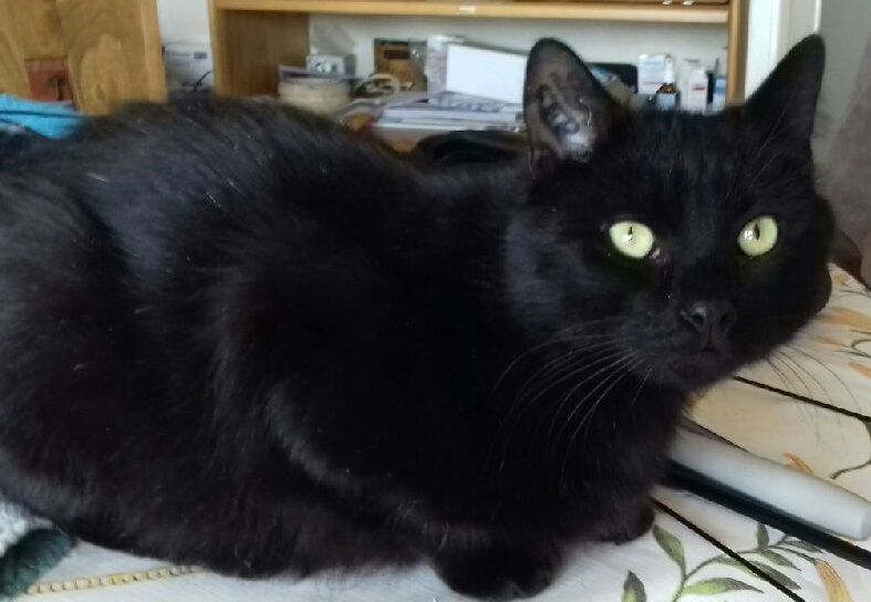 REPETO CHAT NOIR 7 ANS 1/2 195 92260 Fontenay-aux-roses