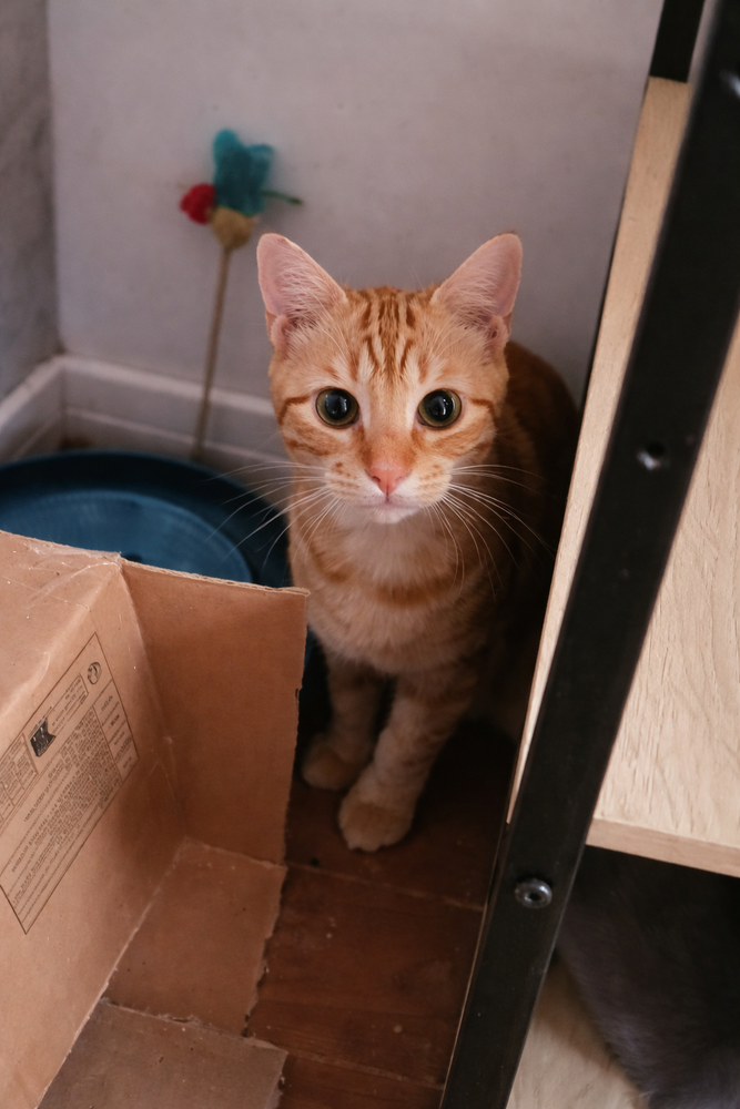 ELIOT CHATON TIGRE ROUX 9 MOIS 225 92260 Fontenay-aux-roses