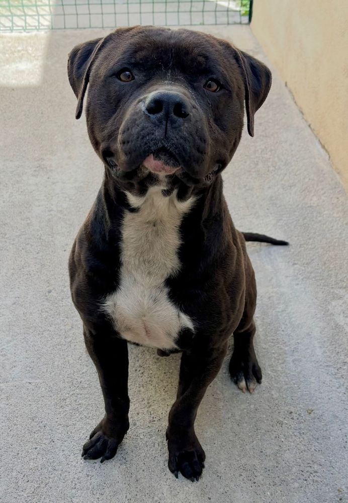 BUENO, dogo canario 2 ans 220 34500 B�ziers