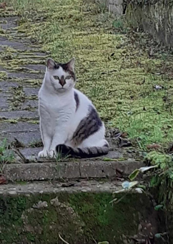 LEO chat senior "Panier Retraite" 0 67360 Oberdorf-spachbach