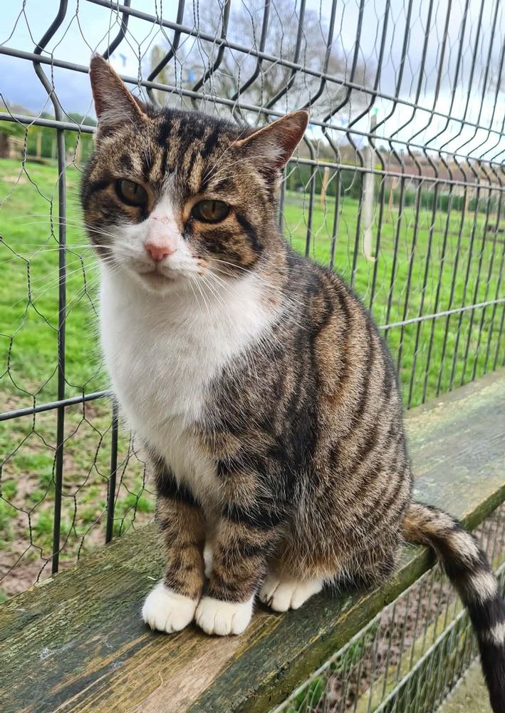 RITA femelle tigr&eacute;e et blanche 6 ans 160 17360 Saint-aigulin