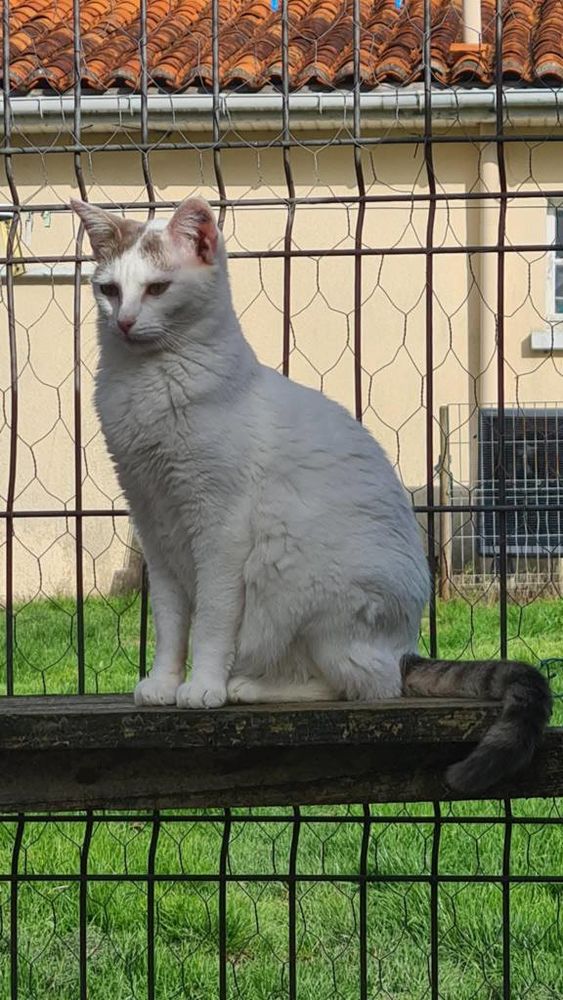 TESS femelle blanche et grise 4 ans 160 17360 Saint-aigulin