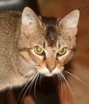 ABBYS CHAT BRUN 2 ANS 1/2 195 92260 Fontenay-aux-roses