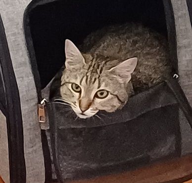 ISO FEMELLE TIGREE 2 ANS 1/2 195 92260 Fontenay-aux-roses