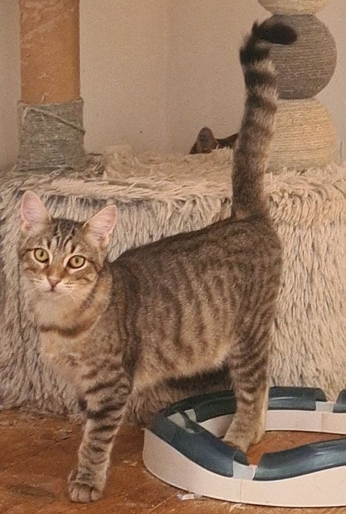 YUKA CHATON TIGRE 11 MOIS 225 92260 Fontenay-aux-roses