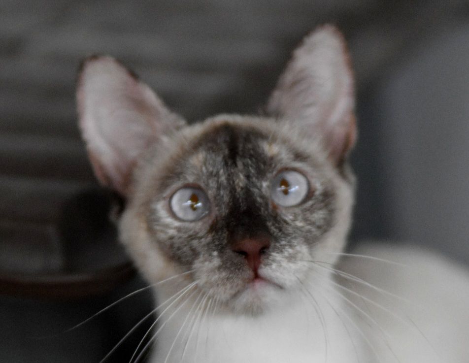 DELLA 230 27620 Gasny