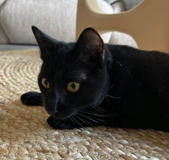 LUDWIG 230 78500 Sartrouville