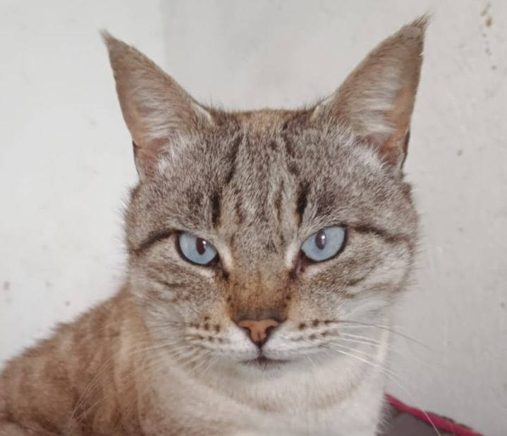 SIMON 230 27620 Gasny