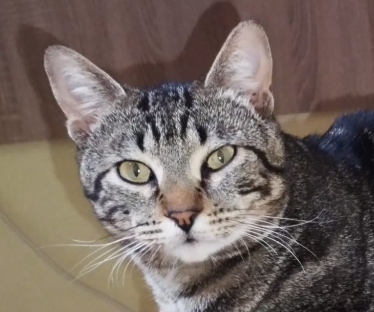 HECTOR 230 27620 Gasny