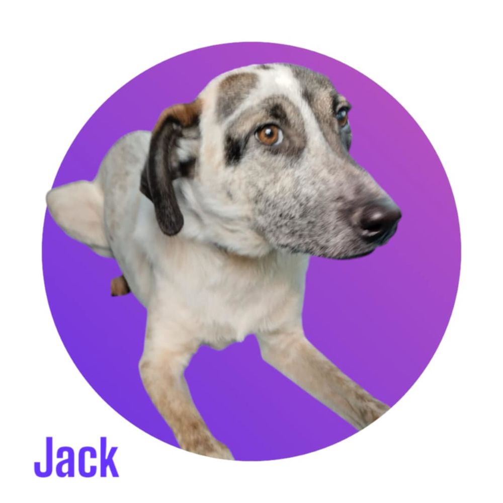 JACK, un Amour &agrave; l'adoption 300 28250 Digny