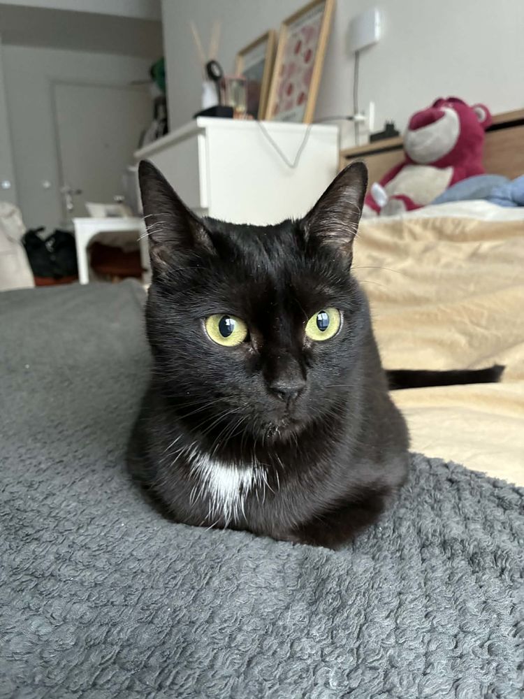  Fenty, douce minette noire proche de l'humain 180 92220 Bagneux