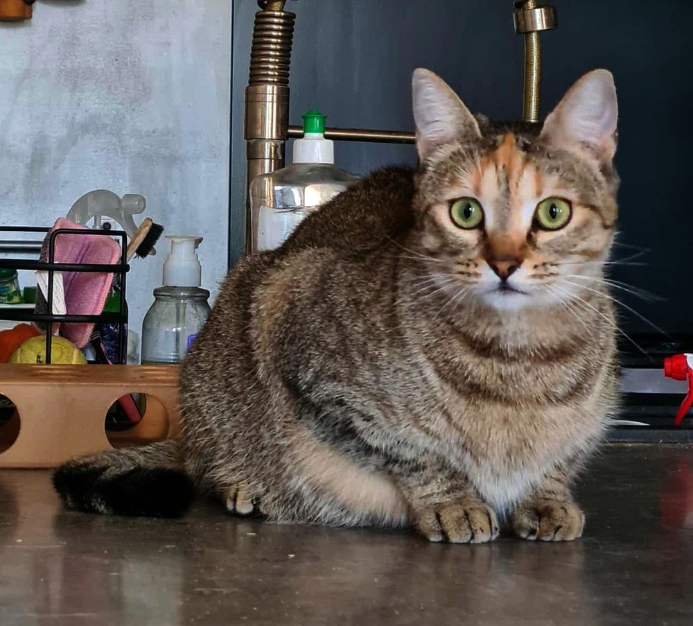 PRINCESSE FEMELLE TIGREE 1 AN 1/2 195 92260 Fontenay-aux-roses