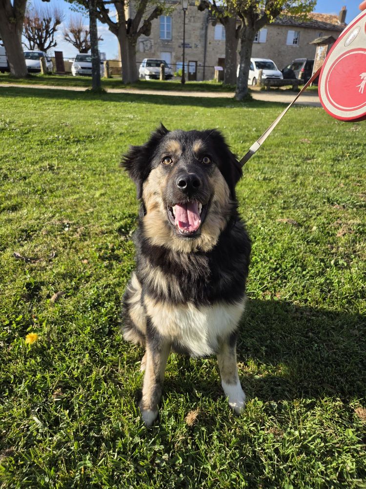  ARIA crois&eacute;e n&eacute;e le 01/08/2025 320 86000 Poitiers