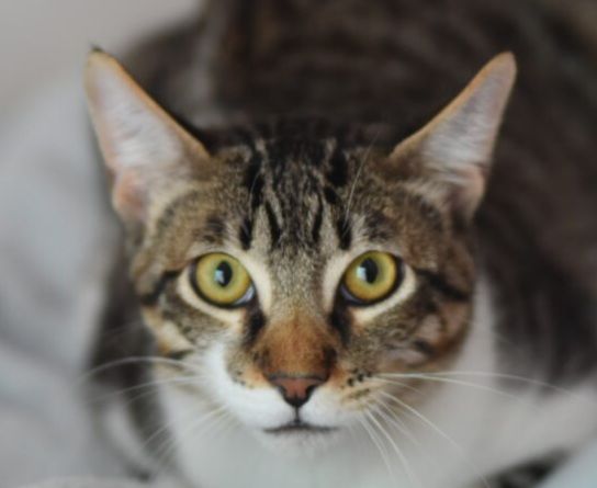 GARY 230 27620 Gasny