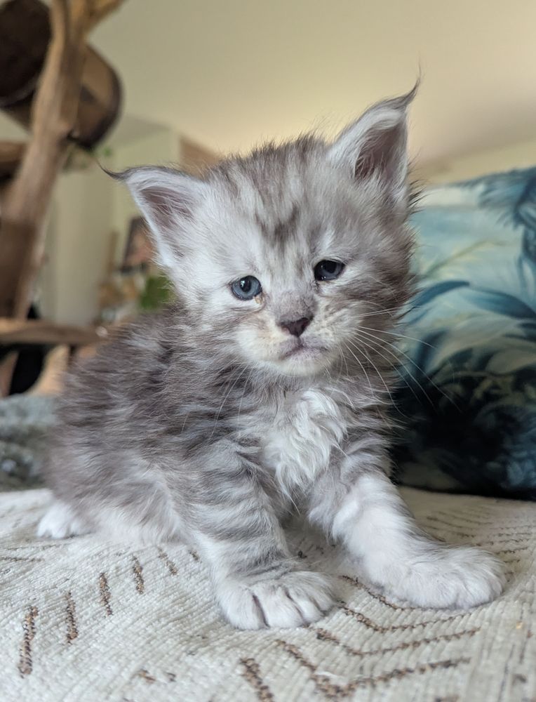 Adorables chatons Maine Coon Loof 1300 36310 Beaulieu