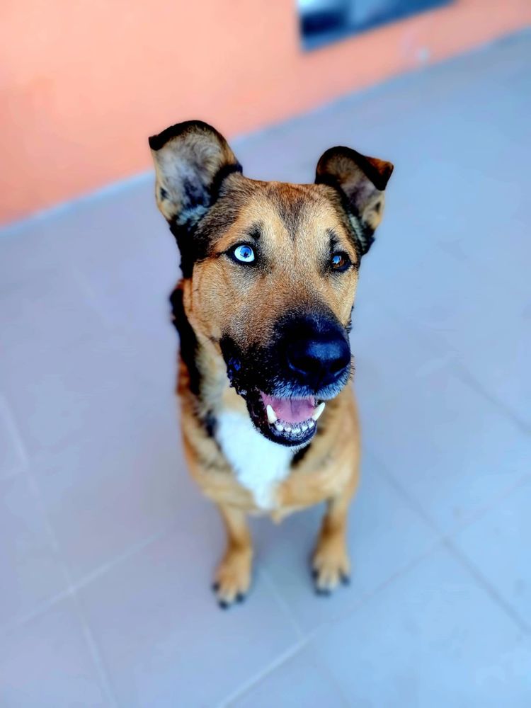 Sa&iuml;ko 290 59180 Cappelle-la-grande