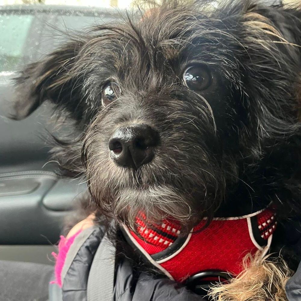 MILO SE TROUVE EN FAMILLE D'ACCUEIL PARIS 17 0 75018 Paris