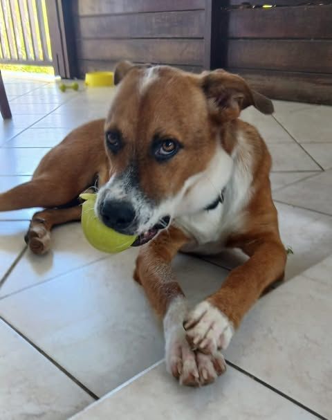 ALOKA Le magnifique 350 89000 Auxerre