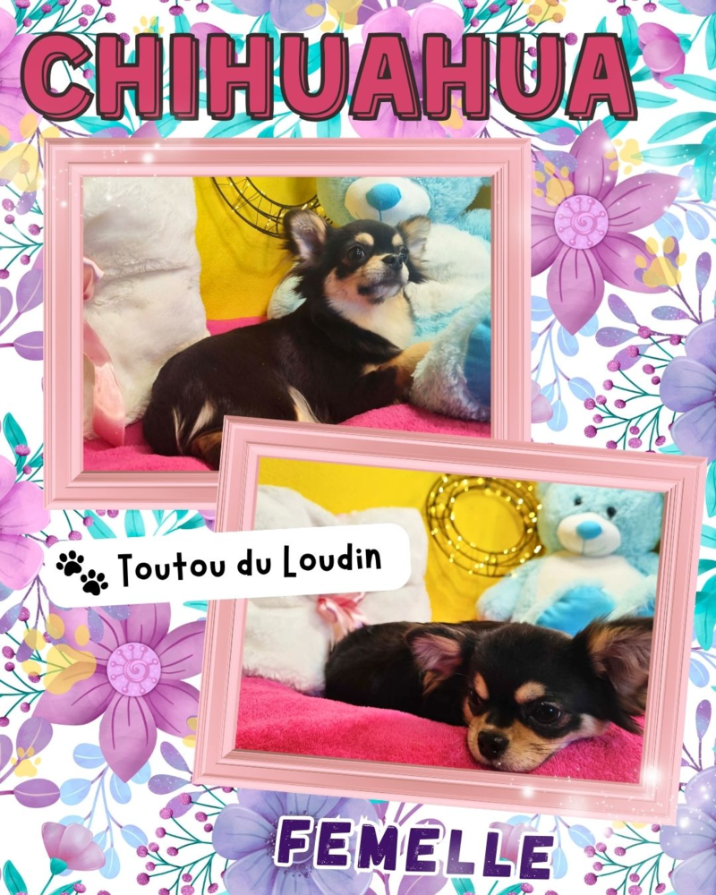 Chiot chihuahua femelle poils longs 600 18140 Pr�cy