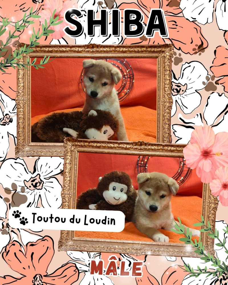 Chiot shiba inu m&acirc;le 700 18140 Pr�cy