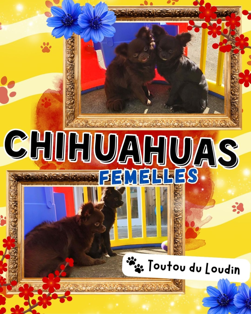 Chiots chihuahuas femelles poils longs 700 18140 Pr�cy